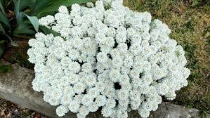 White Empress Candytuft Iberis Amara Flower Seeds
