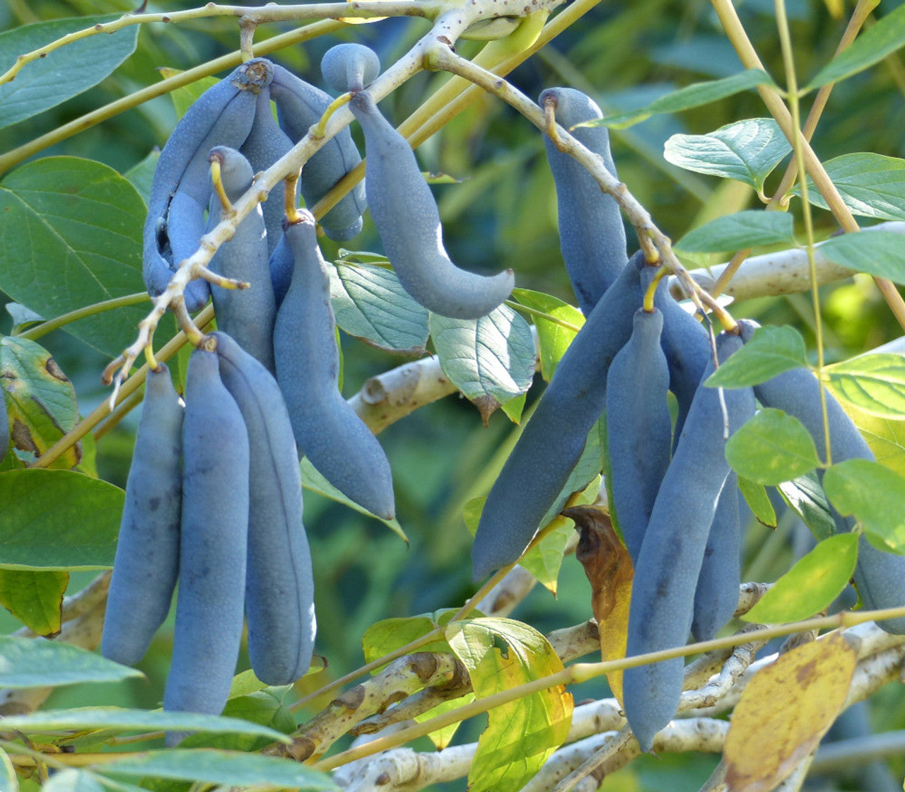 Blue Sausage Fruit Seeds - Unique and Exotic Fruit for Your Garden
