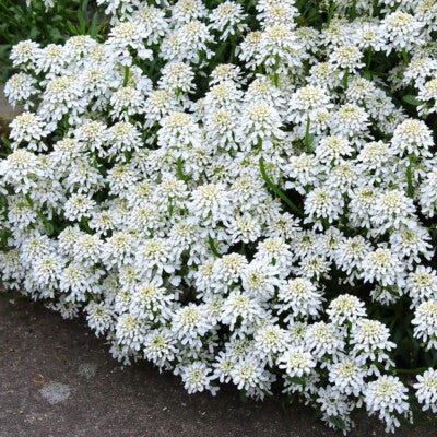 White Empress Candytuft Iberis Amara Flower Seeds