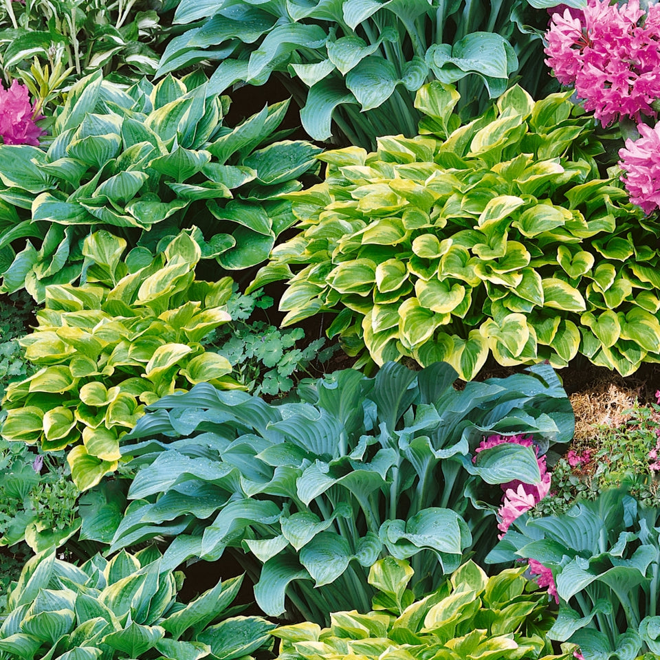 Hosta Roots - Mixed