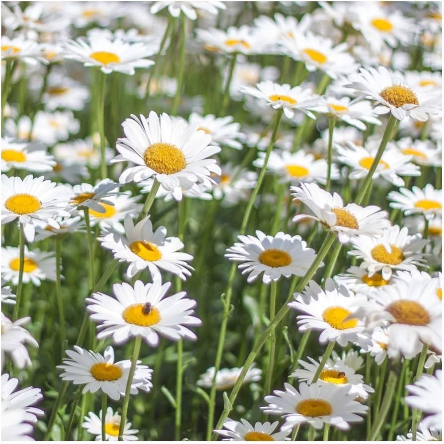 Daisy Chrysanthemum maximum Flower Seeds for Planting in Alaska Home Garden