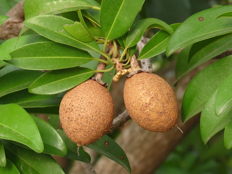 Manilkara Elata (Sapotaceae) Seeds