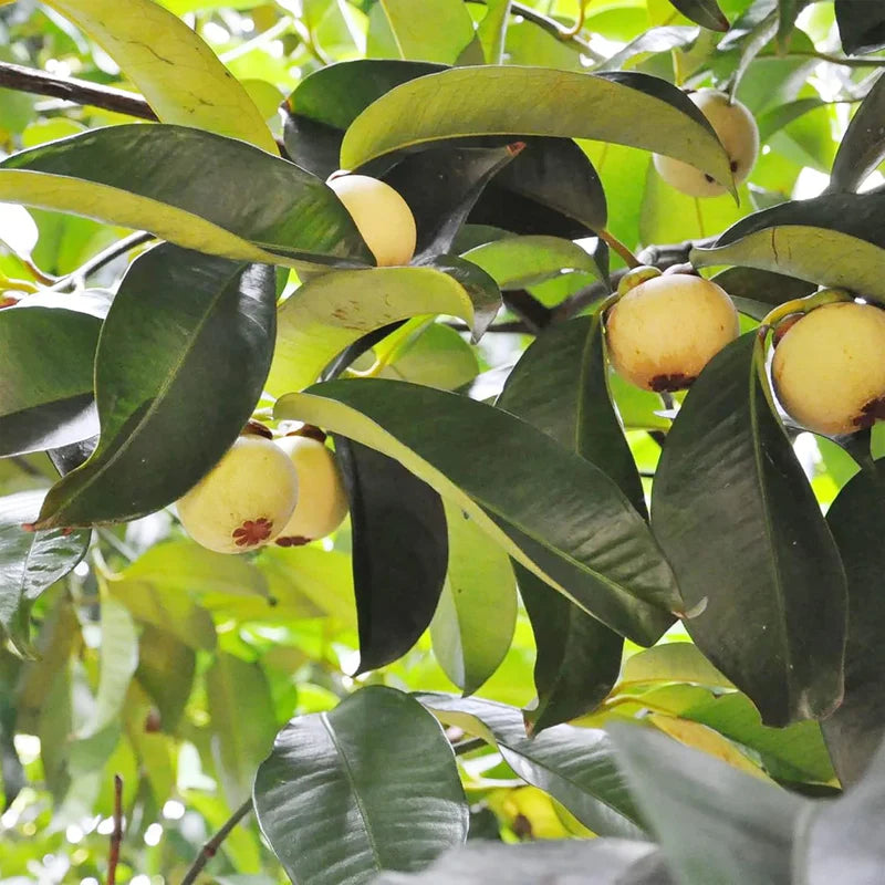 Red Mangosteen Fruit Seeds - Exotic and Sweet Fruit for Your Garden