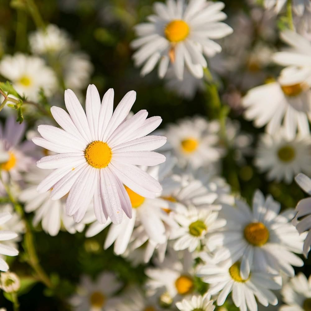 Daisy Chrysanthemum maximum Flower Seeds for Planting in Alaska Home Garden