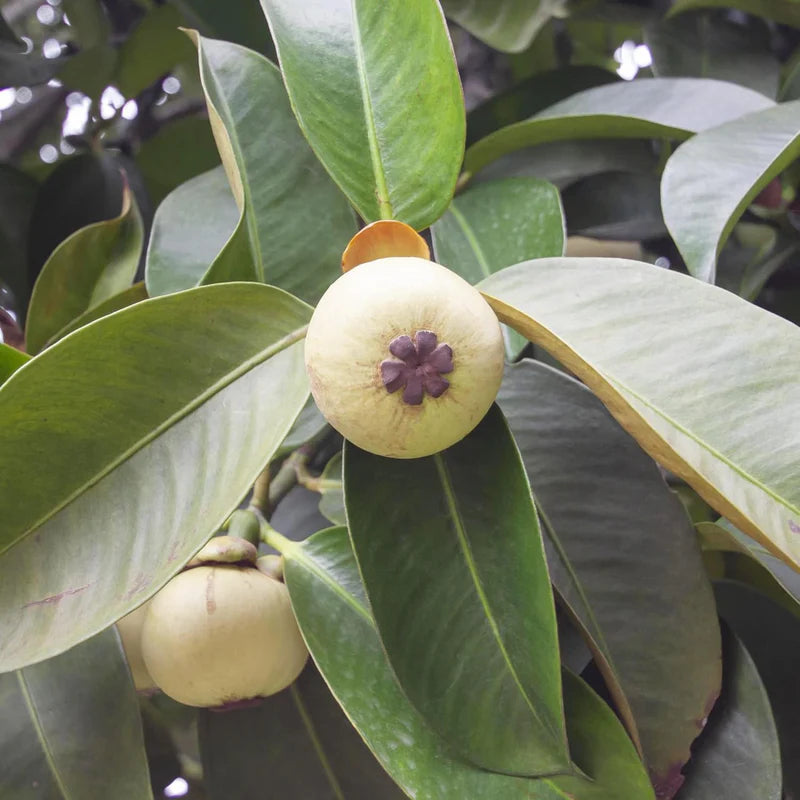 Red Mangosteen Fruit Seeds - Exotic and Sweet Fruit for Your Garden