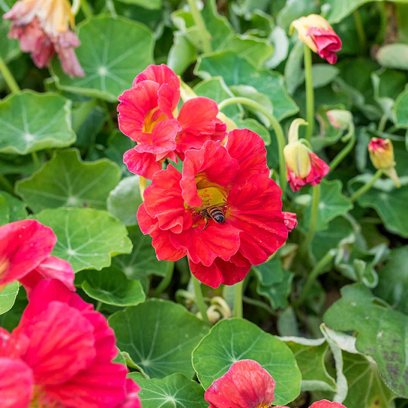 Nasturtium Cherrelle Seeds