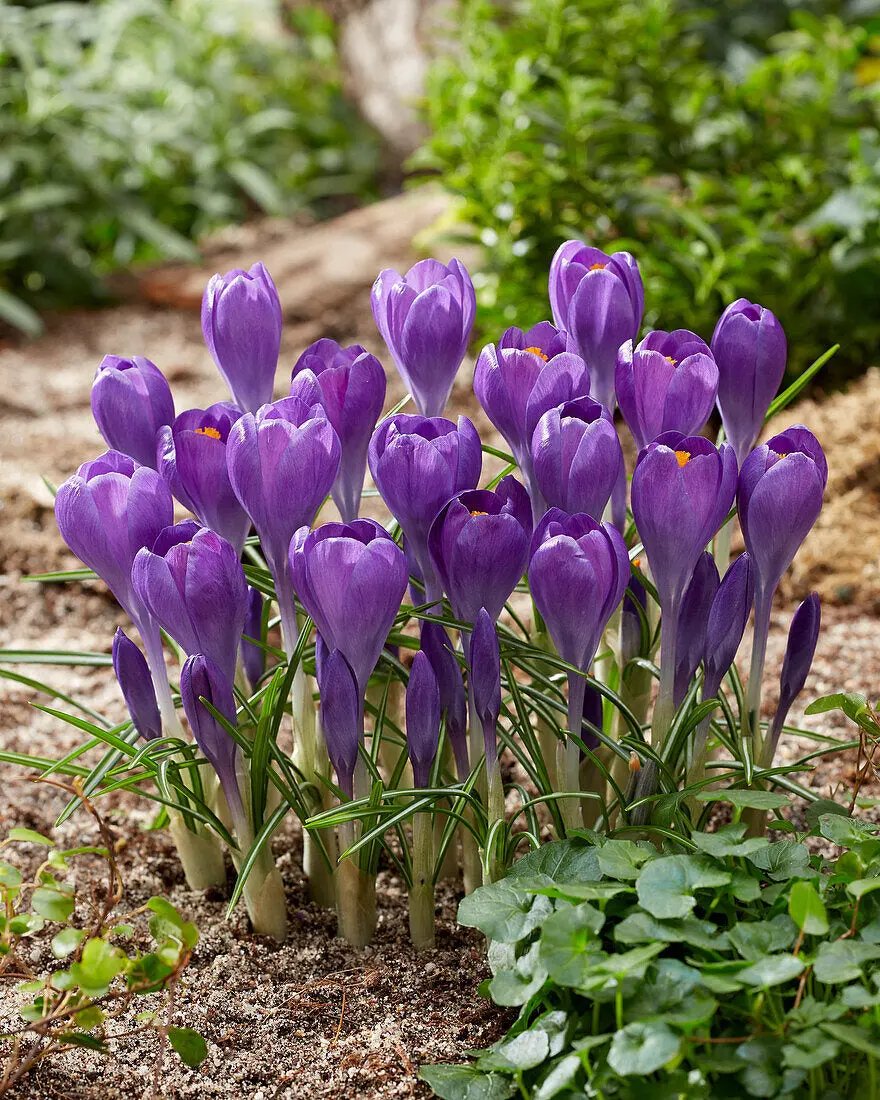 Blue Ocean crocus Heirloom Flower Seeds – Non-GMO Early Spring Blooms for Garden Planting Dhara Seeds