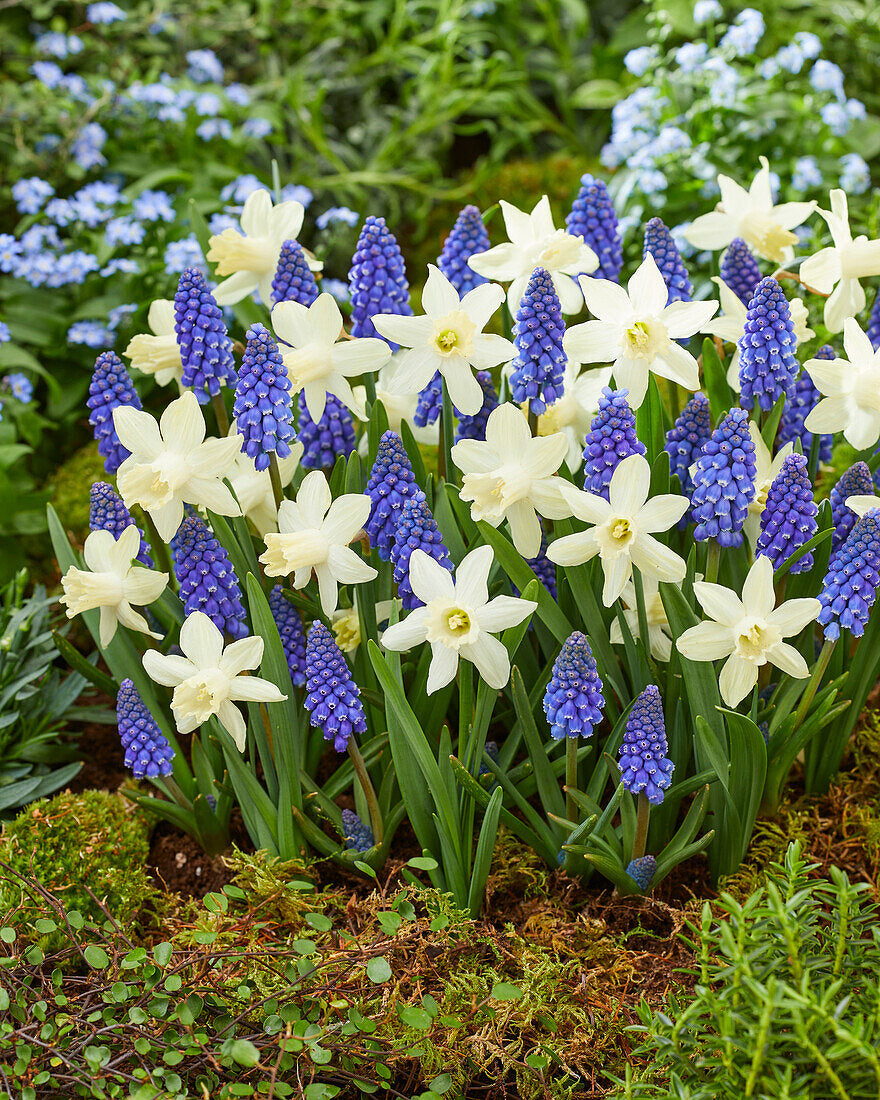 Snow Baby Daffodil & Muscari Collection