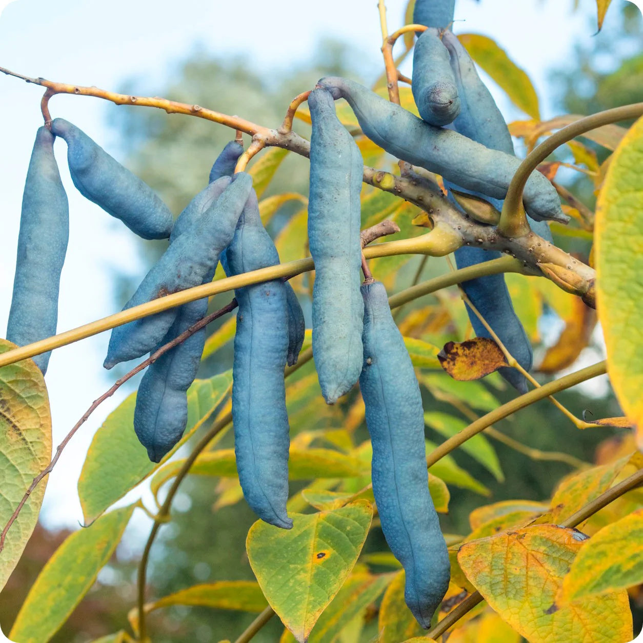 Blue Sausage Fruit Seeds - Unique and Exotic Fruit for Your Garden