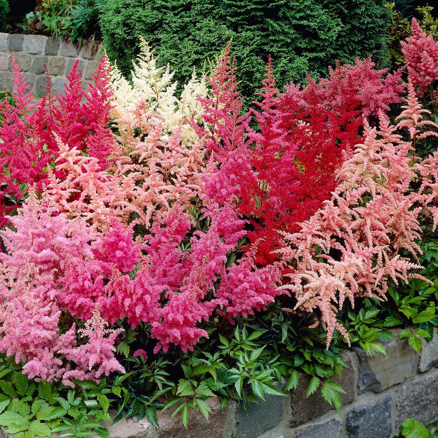 Astilbe Roots - Pink & Purple Mix Seeds