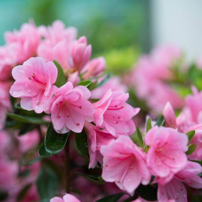 Azalea Rhododendron Pure Pink Flower Seeds for Planting