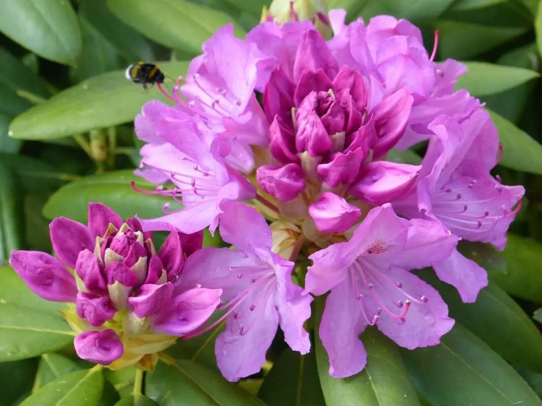 Rhododendron  Ponticum Flower Seeds for Planting in backyard gardening and landscape borders