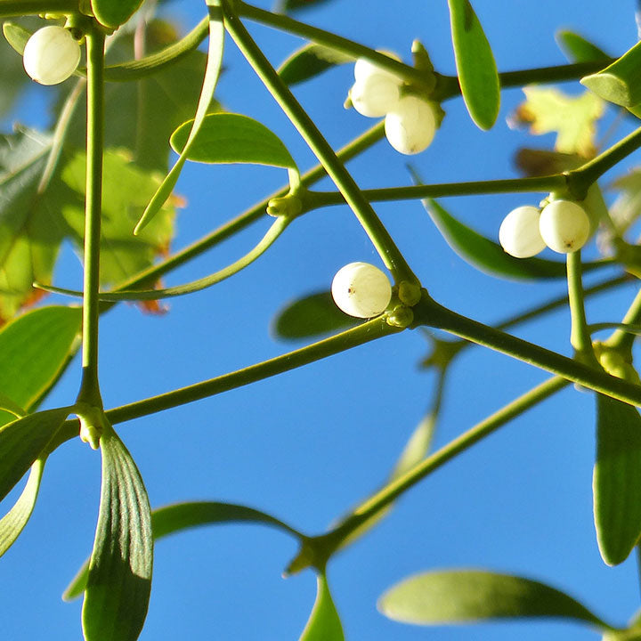 Oak Mistletoe Fruit Seeds - Ideal for Growers Looking for Unusual Plants