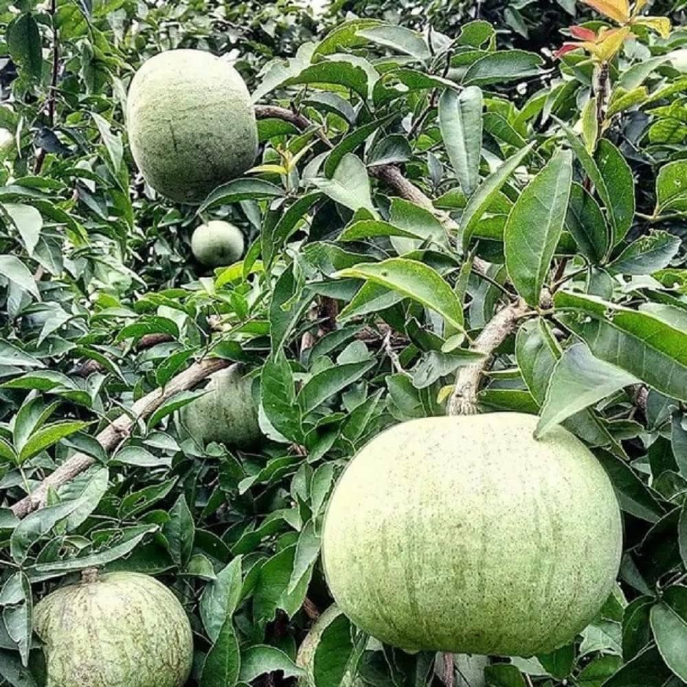 Stone Apple Seeds for Planting - Distinctive and Aromatic Fruit Plants Seeds