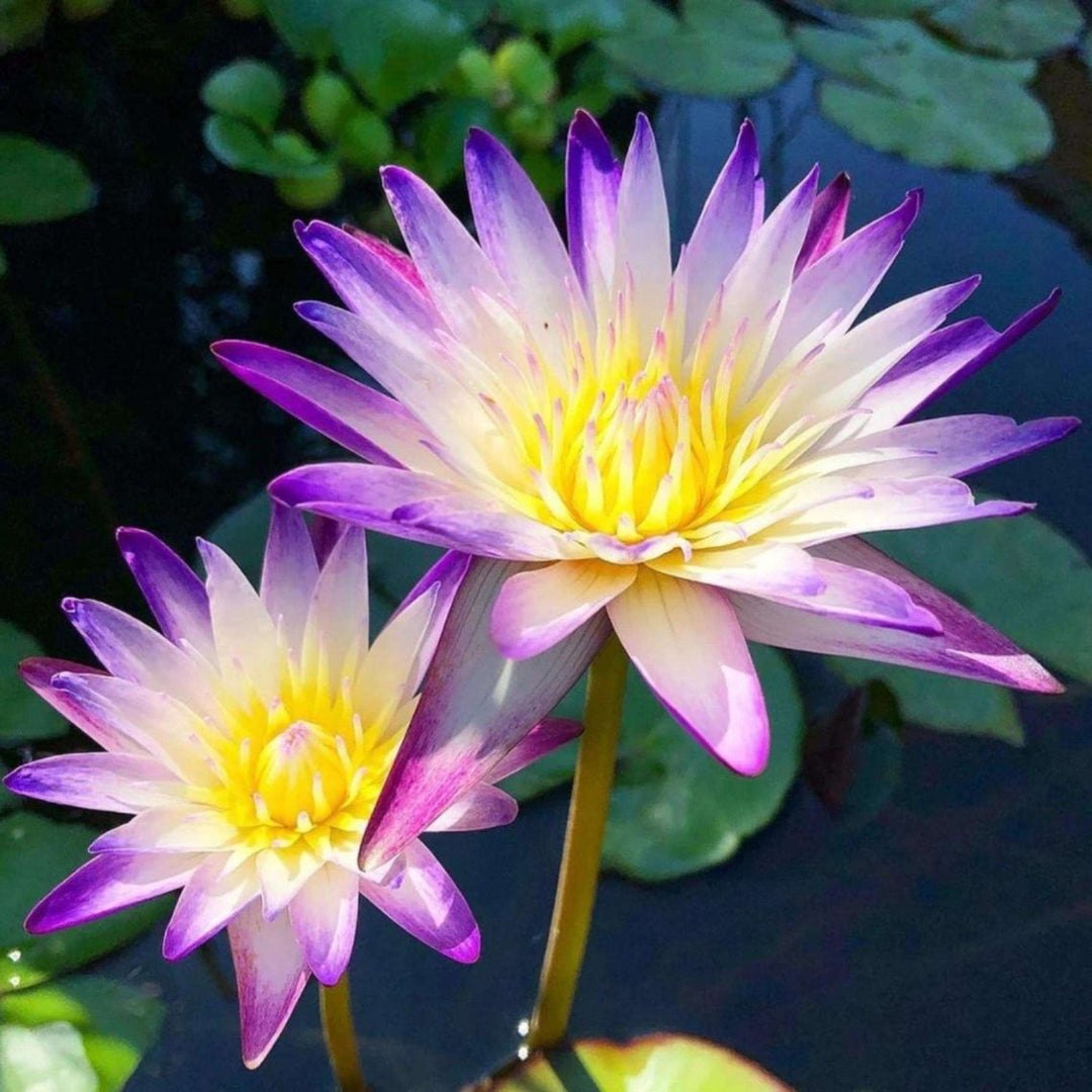 Nymphaea Rishi (Tropical Water Lily)