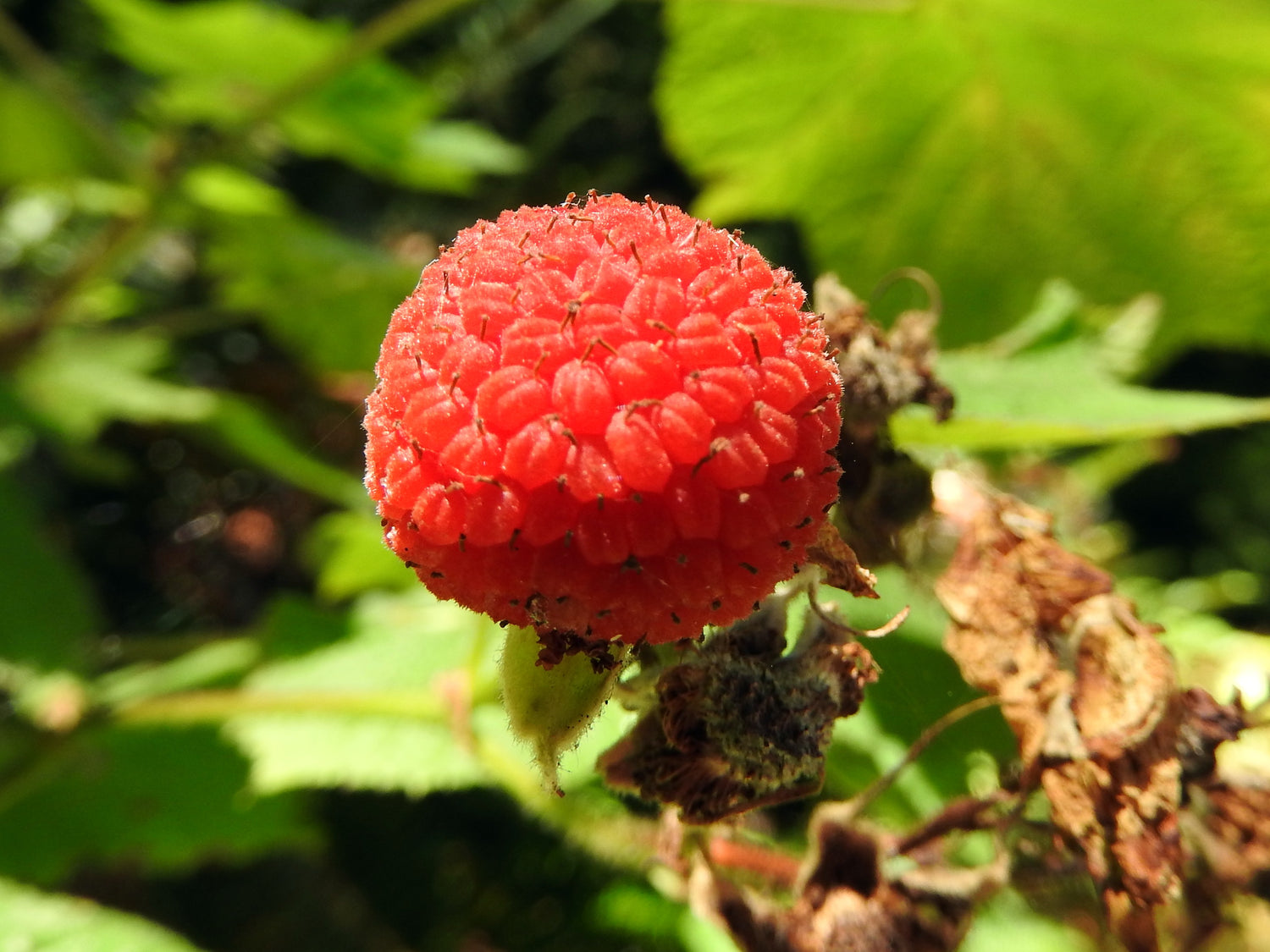 Thimbleberry Fruit Seeds for Planting - Growing Tangy and Tart Wild Berries, Heirloom & Non-GMO Seeds