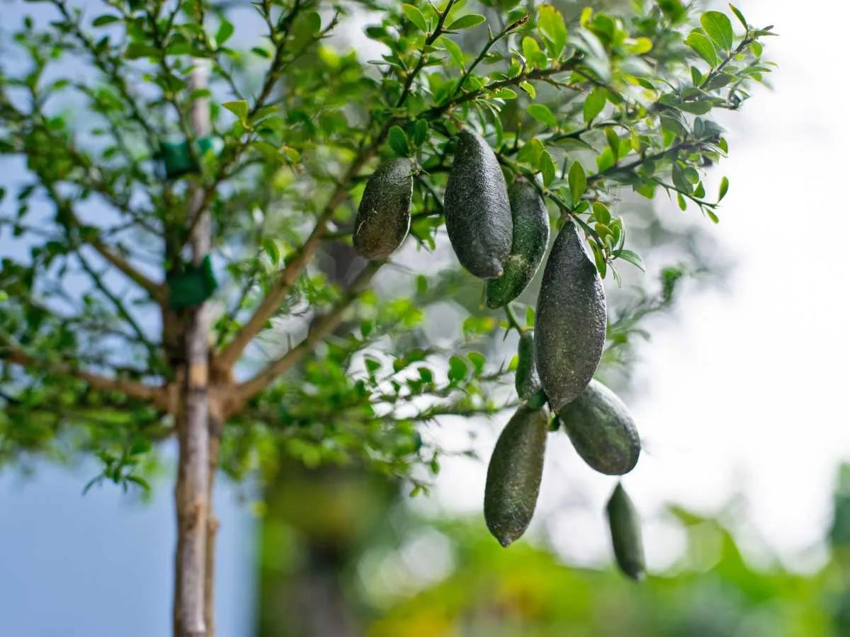 Alstonville Finger Lime Fruit Seeds for Planting - Growing Unique and Flavorful Lime Varieties