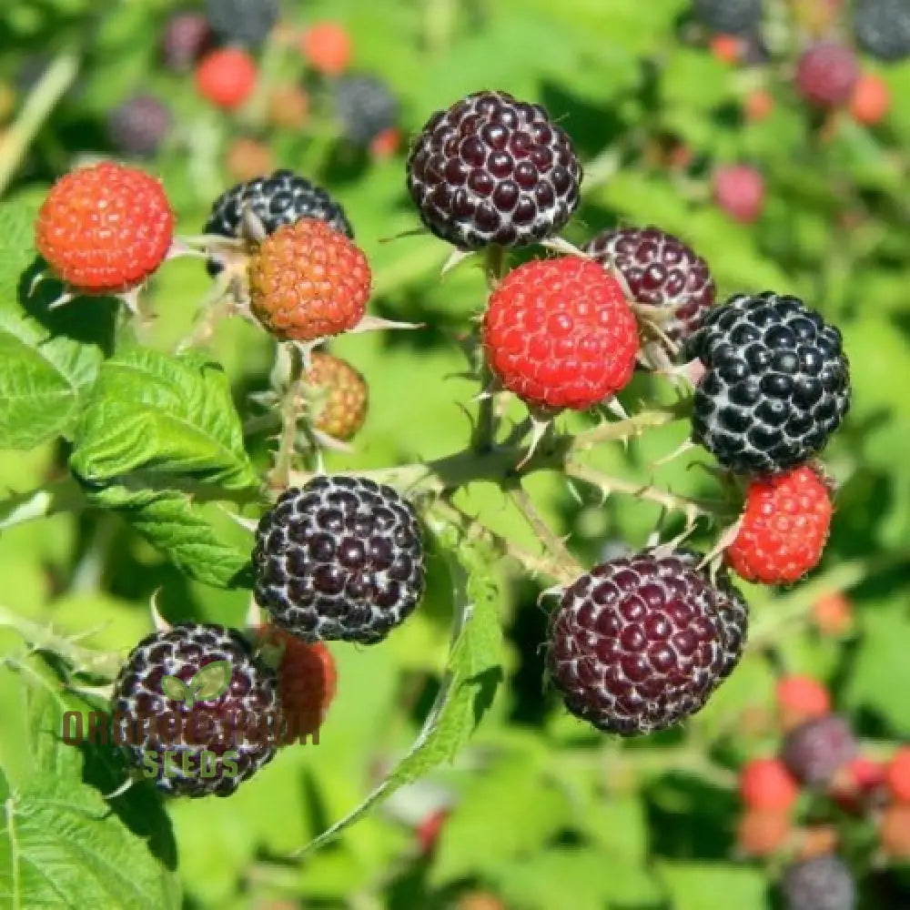 Organic Salmonberry Fruit Seeds for Planting- A Wild and Unique Berry for Adventurous Gardeners