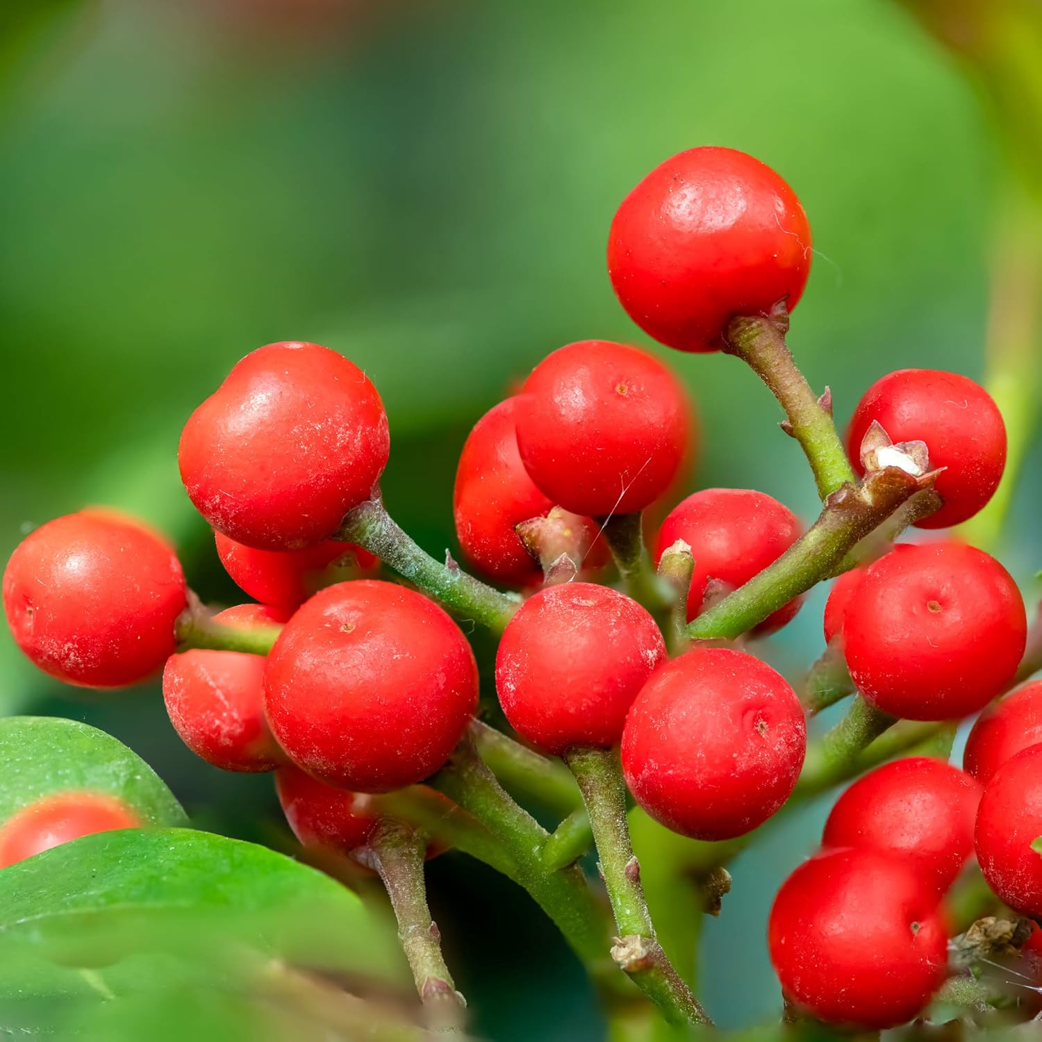 Heirloom Red Wintergreen Fruit Seeds for Planting - Grow This Hardy Berry for a Vibrant Garden, GMO Free