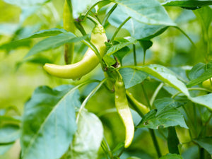 fresh golden pepperoncini peppers ready for harvest

