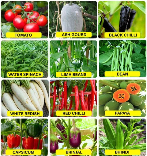 Varieties of Vegetable Seeds for Planting