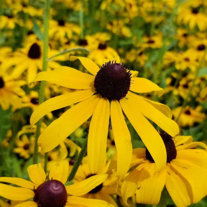 Susan Rudbeckia Hirta Black Eyed Flower Seeds for Planting