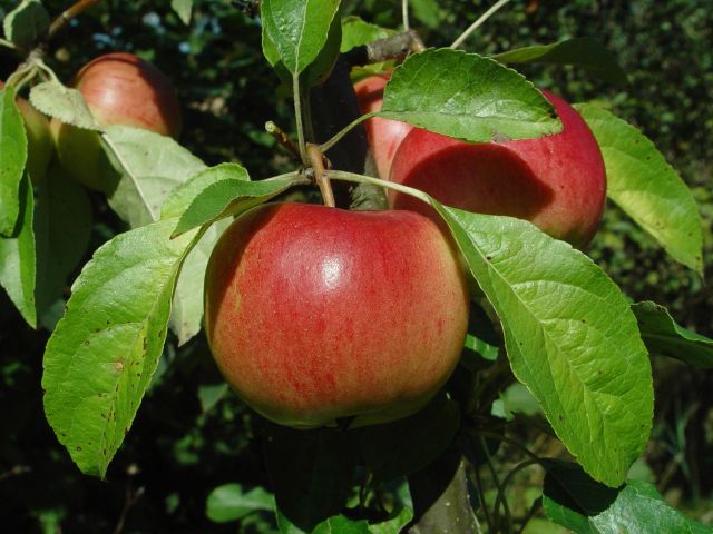 Thumbelina Apple – Malus domestica