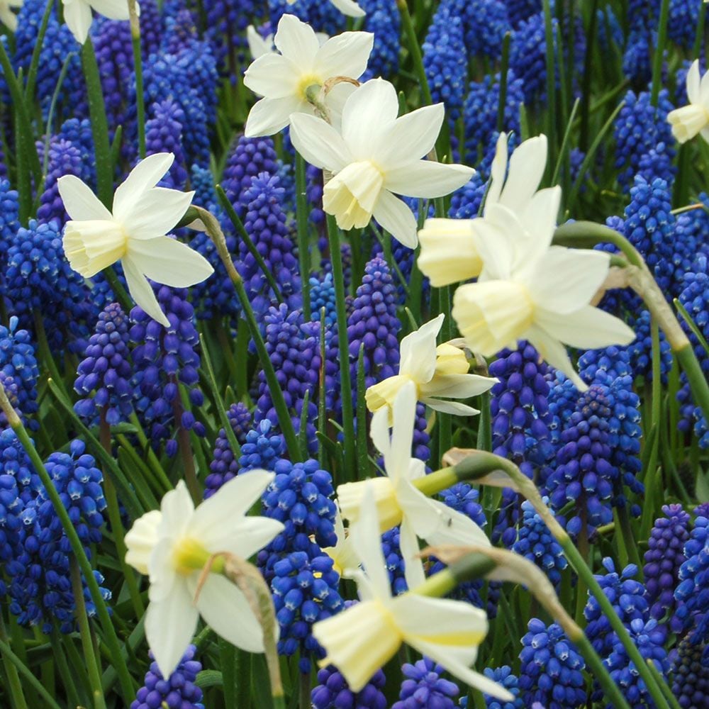 Snow Baby Daffodil & Muscari Collection