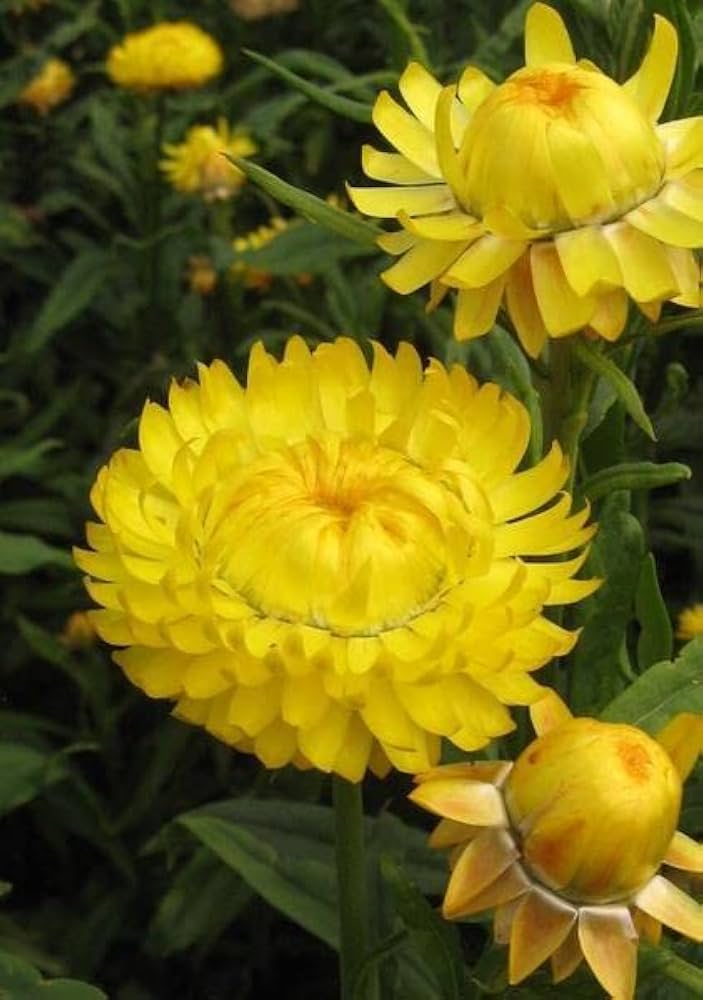 Yellow Strawflower Helichrysum Bracteatum Everlasting Flower Seeds