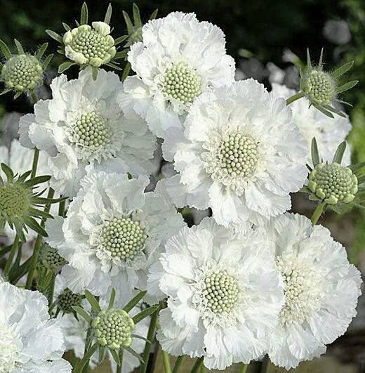 Scabiosa Fama White