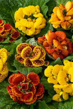 Calceolaria Zapatilla Flower Seeds for Planting, NON GMO Seeds Dhara Seeds