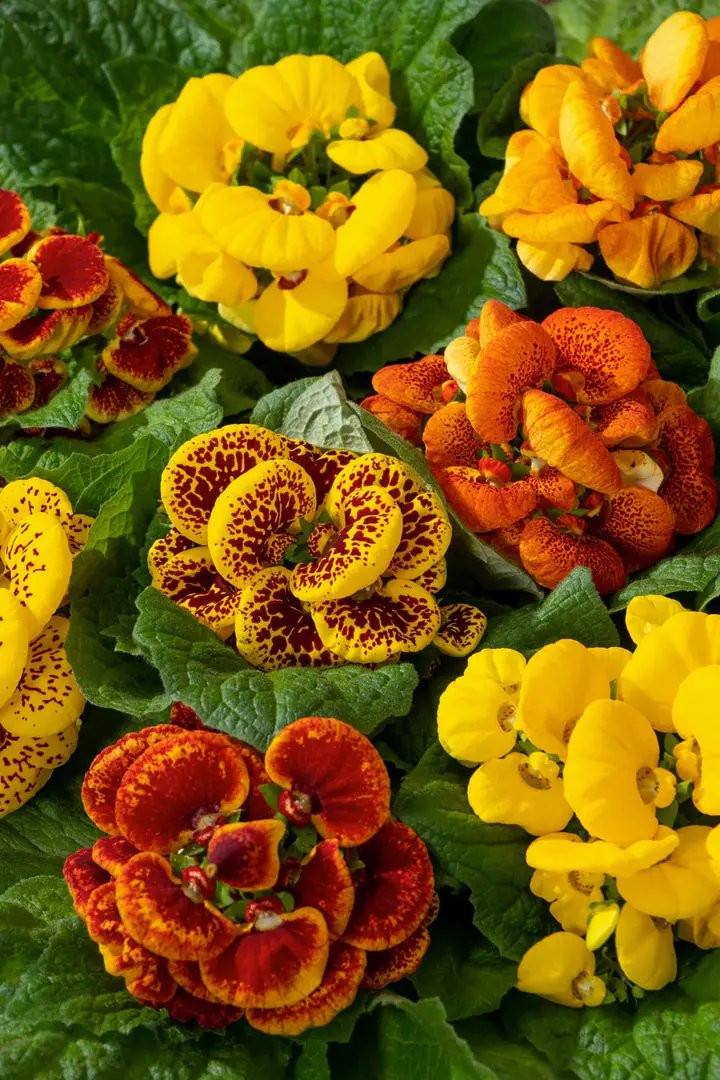Calceolaria Zapatilla Flower Seeds for Planting, NON GMO Seeds Dhara Seeds
