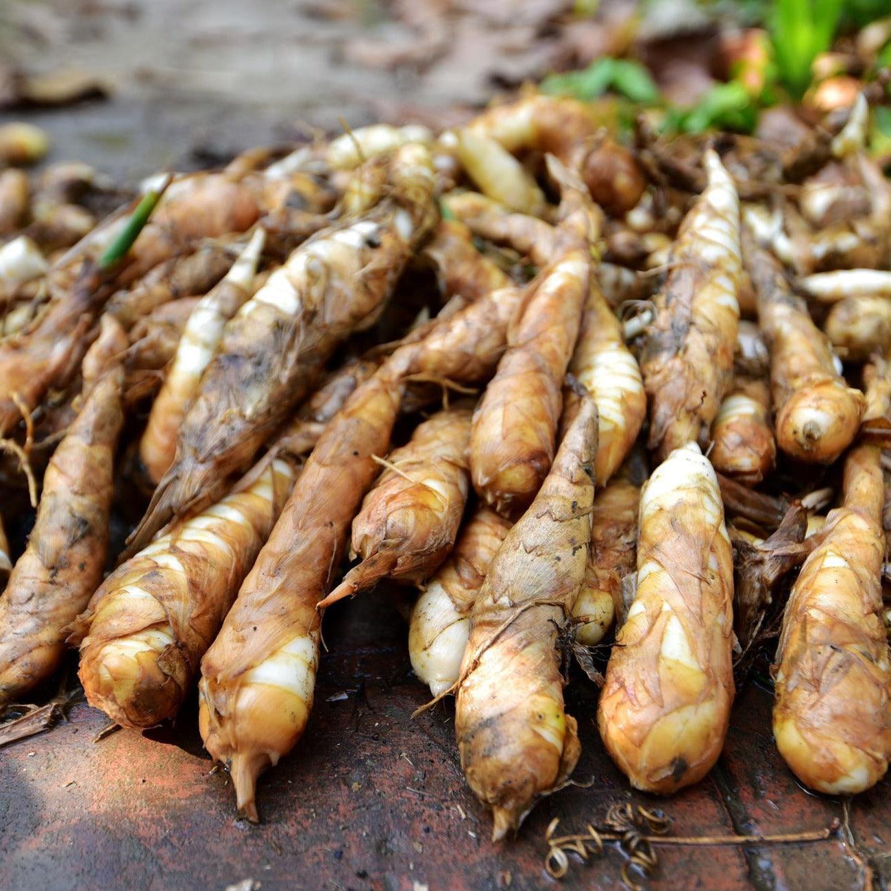 Florida Arrowroot Vegetable Seeds for Planting - heirloom & Non-GMO Seeds