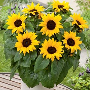 Sunflower Helianthus annuus Flower Seeds for Planting in Dwarf Home Garden