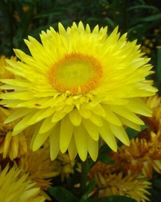 Yellow Strawflower Helichrysum Bracteatum Everlasting Flower Seeds