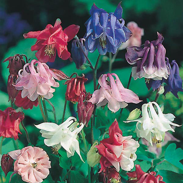 Columbine Aquilegia vulgaris Biedermeier Flowering Seeds For Planting in shaded garden beds or borders