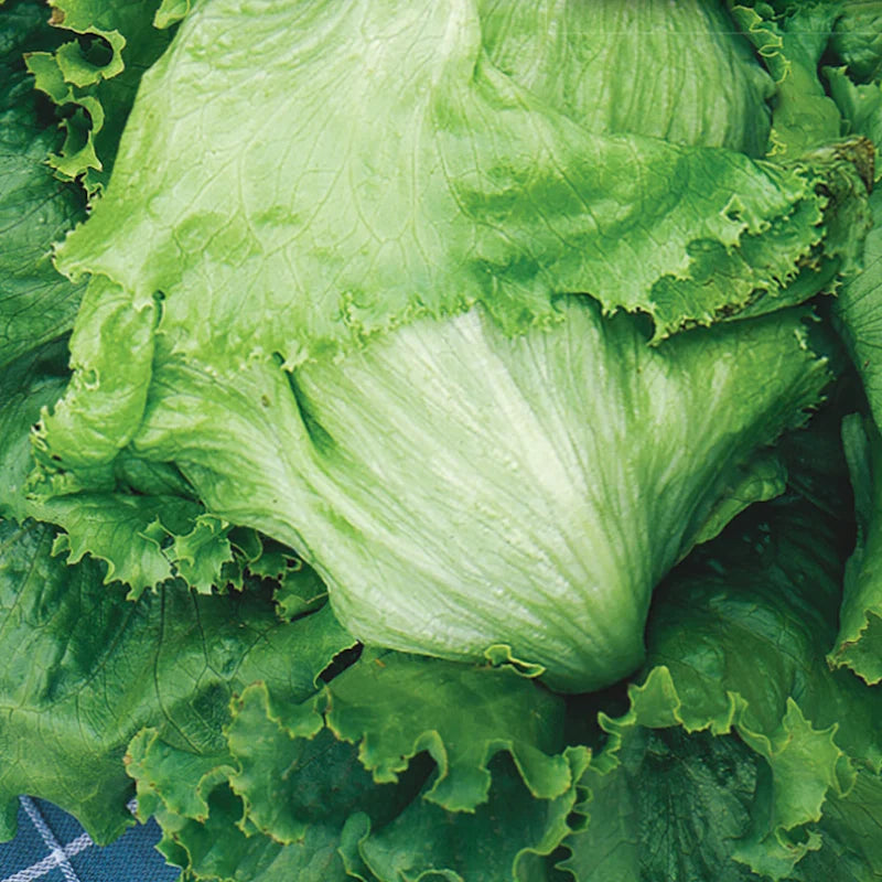 Calmar Lettuce Seeds | Crisp Green Iceberg-Type Lettuce – Heirloom, Non-GMO, High Germination Organic Garden Seeds