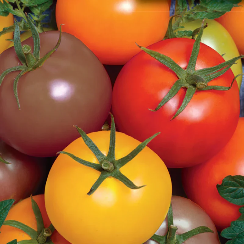 Heirloom Mixed Giant Monster Tomato Seeds for Planting - Non-GMO Garden Seeds