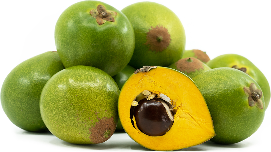 Lúcuma (Pouteria lucuma)