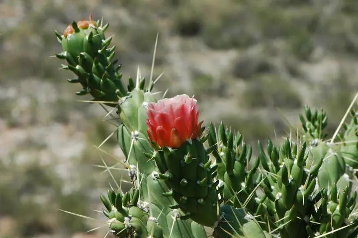 Green Austrocylindropuntia Plant Seeds for Planting - NON GMO Seeds Dhara Seeds