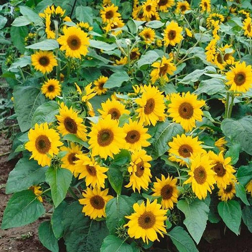 Sunflower Helianthus annuus Flower Seeds for Planting in Dwarf Home Garden