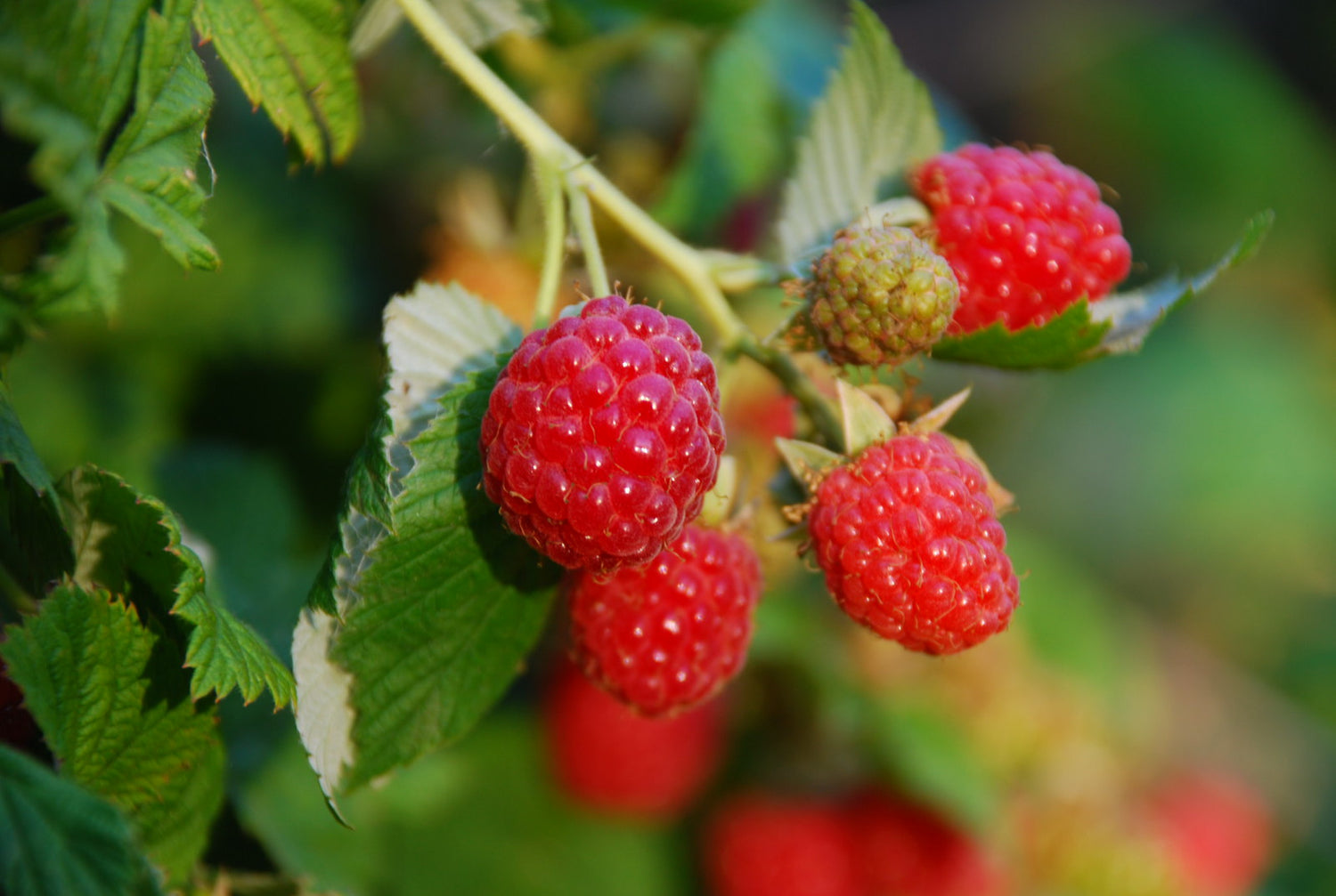 Prelude Raspberry Plants