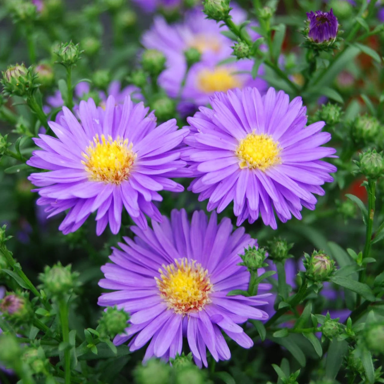 Aster Purple Rainbow Chrysanthemum Perennial Flowering Seeds For Planting