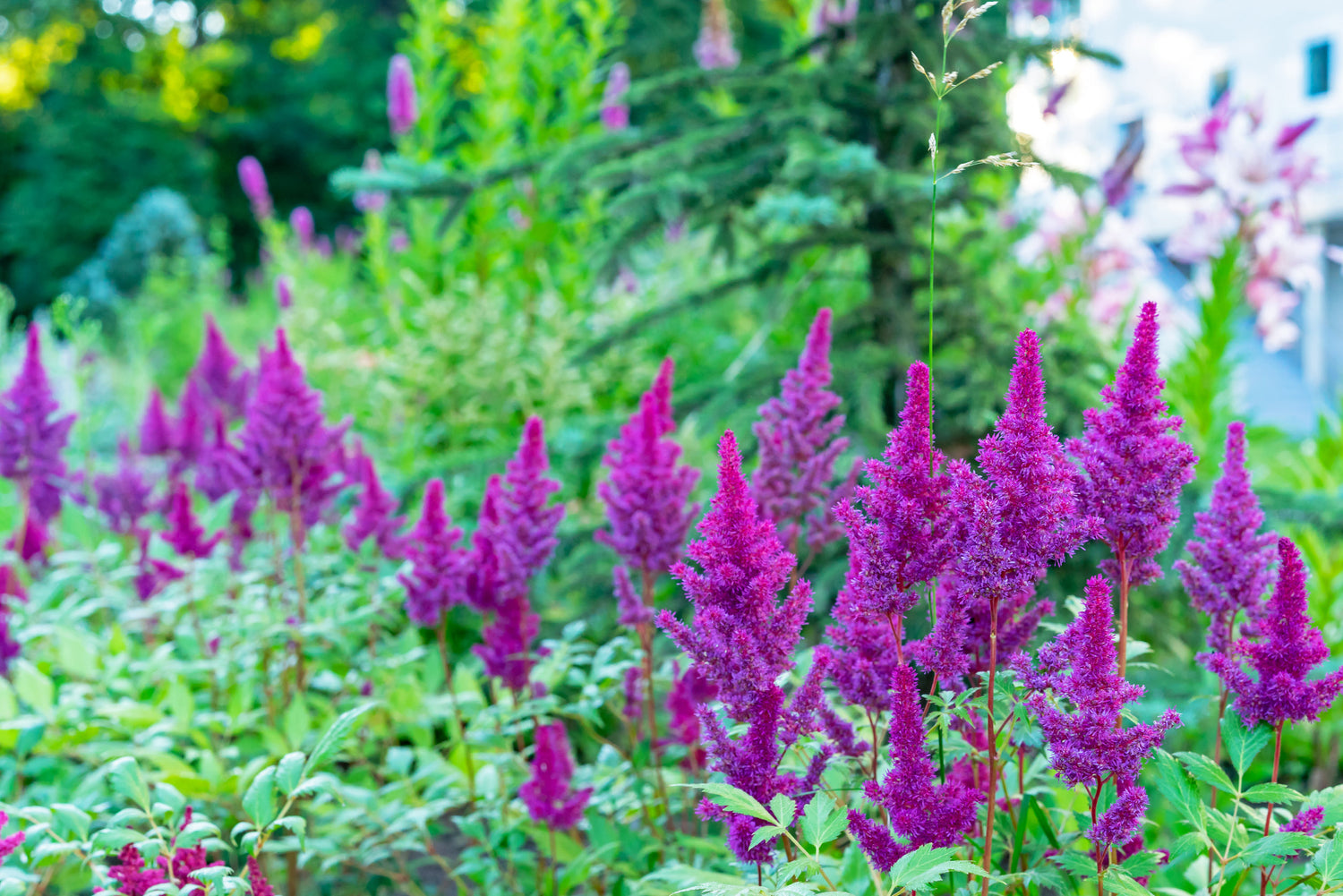 Astilbe Black Pearls Bulbs