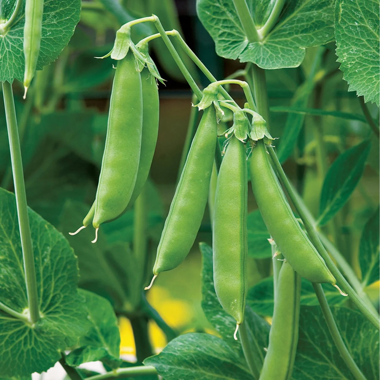 Peas Vegetable Seeds for Planting