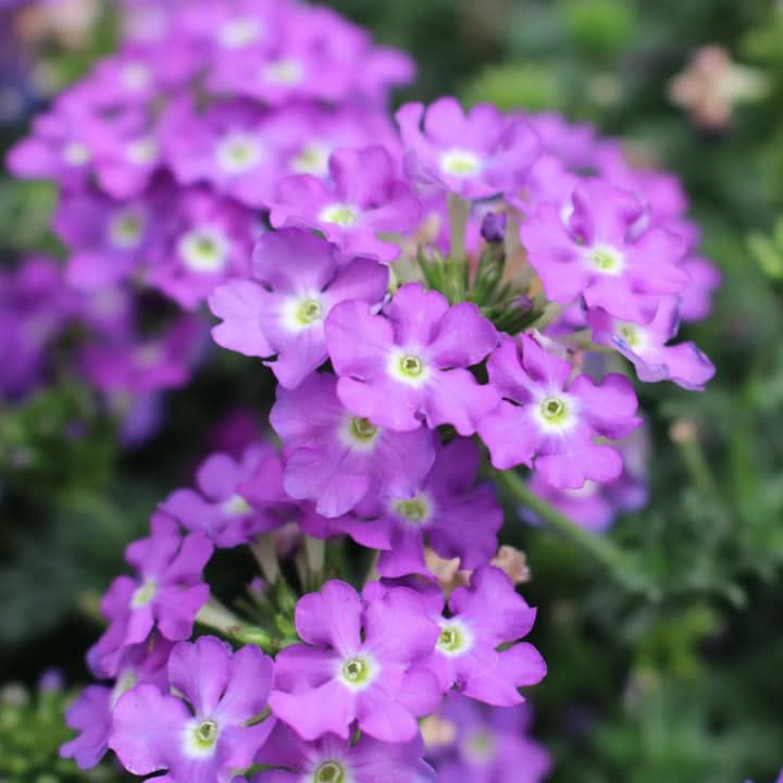 Semi-Trailing Verbena Flower Seeds for Planting, Cascading Blooms for Hanging Baskets