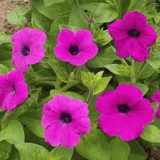 Shanin Violette Petunia Wildflower Purple-Pink Seeds