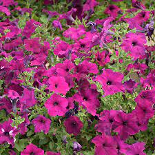 Shanin Violette Petunia Wildflower Purple-Pink Seeds