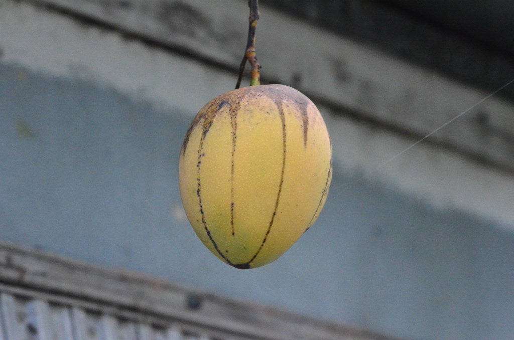 Fascell Mango (Mangifera indica)