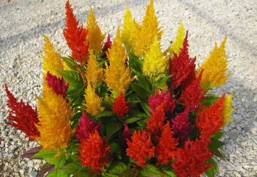 Celosia Amigo Mix Seeds for Colorful Garden Flowers